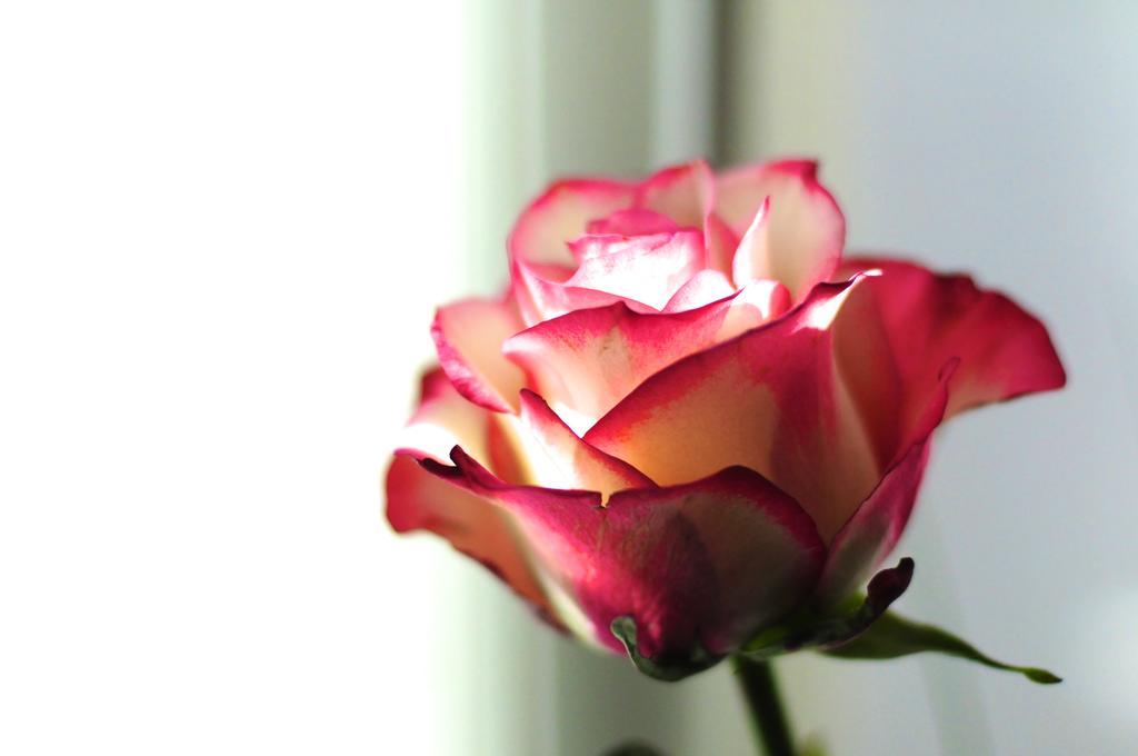 B&B Val Des Roses Brugge Bagian luar foto